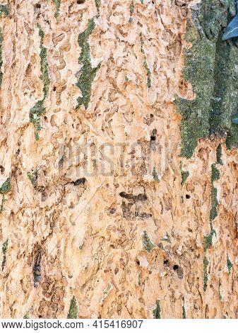 Infested Dying Tree In A Oak Forest. Barkless Deciduous Tree. Bark Peeled By A Nuthatch Or Woodpecke