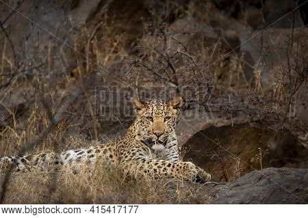 Indian Wild Male Leopard Or Panther Sitting On Rock With Eye Contact During Outdoor Jungle Safari At