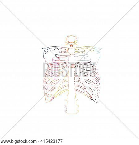 Colorful Rib Skeleton, Rib Cage Bones, Anatomical Poster With Human Skeletal System. Healthcare, Med