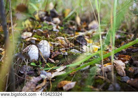 A Young White Toadstool Growing Amoung Wet Moss At The Atumn Forest