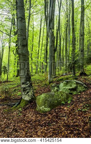 A Forest Landscape