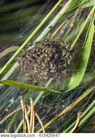On The Green Grass-a Web With A Nest Of Small Spiders. They're Trying To Crawl Out Of Their House.