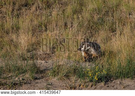 Badger Checks Out Field Around Its Den Early In The Morning