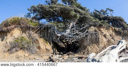 The Tree Of Life On The Coastline Of Olympic National Park In Washington State Clinging Onto The Cli