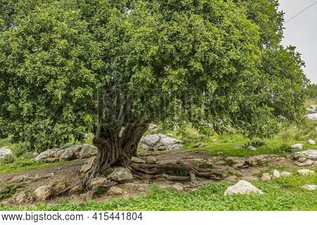 A Big Ancient Carob Tree, On A Hillside In The Adullam Region Of Israel, On An Overcast Day.