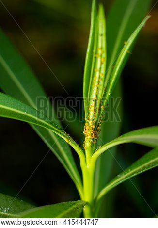 The Oleander Aphids Also Known As Milkweed Aphids Which Are Insect Pest Of Milkweed Plant. Oleander 