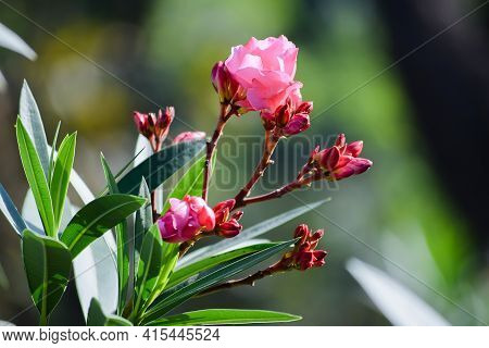Nerium Oleander Pink Flowers Also Known As Oleander Or Nerium Is A Shrub Cultivated Worldwide In Tem