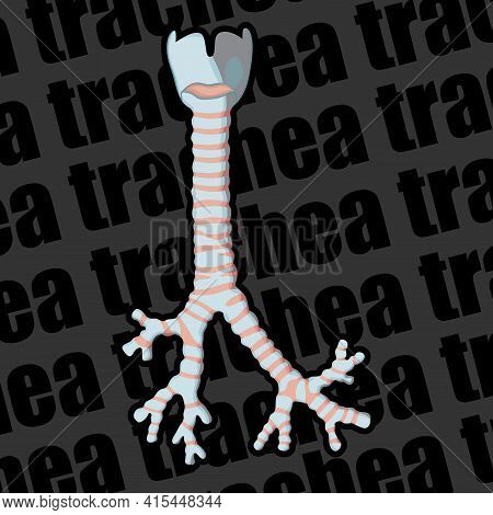 Image Of A Human Organ For Medical Websites, Flyers, Posters, And More. Trachea. Vector Image.