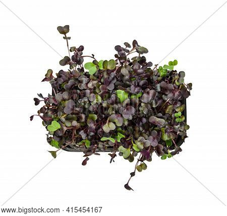 Close Up Fresh Purple Radish Microgreen Sprouts In Black Plastic Sprouter Tray Isolated On White Bac