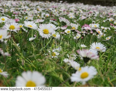 Beautiful Mantle Of Flowers Spring Chlorine Joy Nature