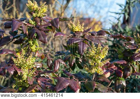 Close-up Of The Flower Clusters Of An Evergreen Oregon Grape Bush With Reddish Leaves In A Spring Ga