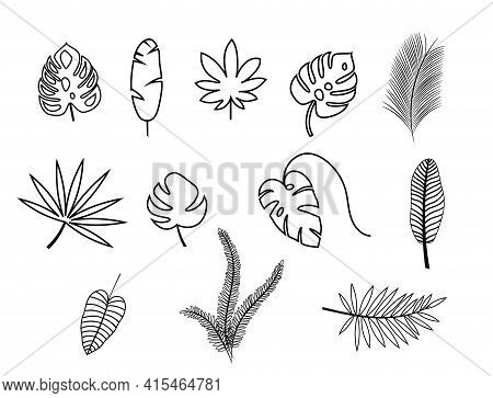 Set Of Exotic Tropical Leaves. Monstera, Palm, Banana. Vector Stock Illustration For Poster Or Card