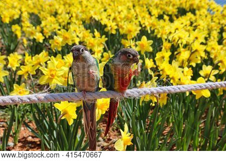 Narcissus Daffoldil Blooming In Haemaji Park,oryukdo, Busan, South Korea, Asia