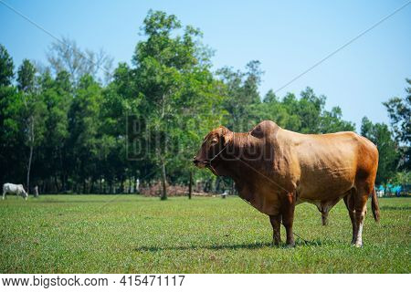 Big Brown Cow Or Bull On A Green Field. Farm Animals Concept. Fresh Dairy Products. Bull Inseminator