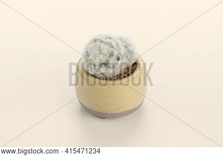 Mammillaria Pumosa Cactus Pots On Yellow Background
