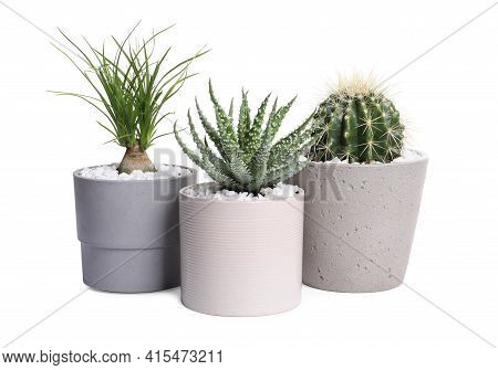 Different House Plants In Pots Isolated On White