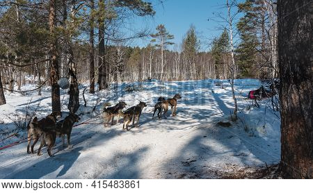 Snowy Road In The Forest. The Sled Dogs Are Harnessed, Ready To Run, The Lines Are Taut. In The Snow