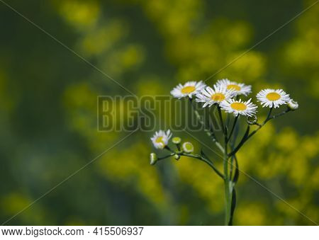 Delicate Flower Of White Chamomile. Matricaria Chamomilla, White Wildflowers In Green Grass. Beautif