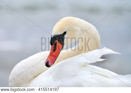 Portrait Of Large White Mute Swan Next To Baltic Sea, Macro. Close Up Photo Of Swan Head, Showing De