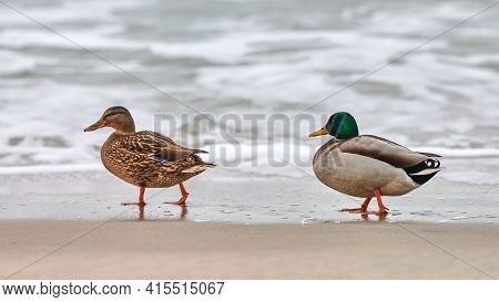 Two Mallard Waterfowl Birds Walking Near Baltic Sea. Close Up Of Anas Platyrhynchos, Mallard Duck. C