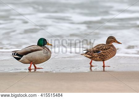Two Mallard Waterfowl Birds Walking Near Baltic Sea. Close Up Of Anas Platyrhynchos, Mallard Duck. C