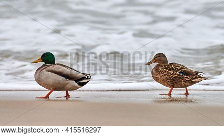 Two Mallard Waterfowl Birds Walking Near Baltic Sea. Close Up Of Anas Platyrhynchos, Mallard Duck. C