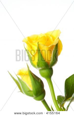 Giallo rosa isolato su sfondo bianco
