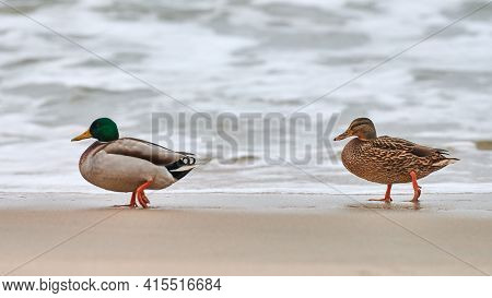 Two Mallard Waterfowl Birds Walking Near Baltic Sea. Close Up Of Anas Platyrhynchos, Mallard Duck. C