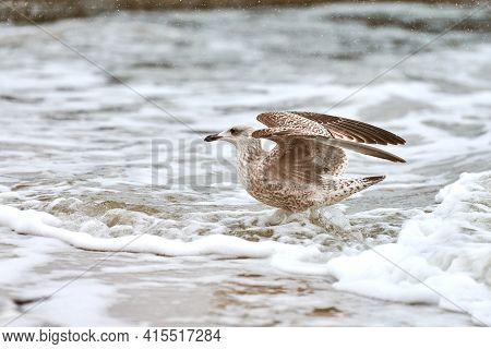 Yellow-legged Gull, Larus Michahellis, Splashing In Baltic Sea Water. Close Up View Of Juvenile Seag