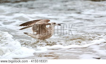 Yellow-legged Gull, Larus Michahellis, Splashing In Baltic Sea Water. Close Up View Of Juvenile Seag