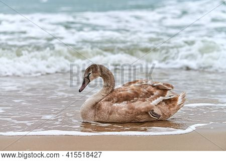 Young Brown Colored White Swan Sitting On Sand By Blue Waters Of Baltic Sea. Close Up High Resolutio