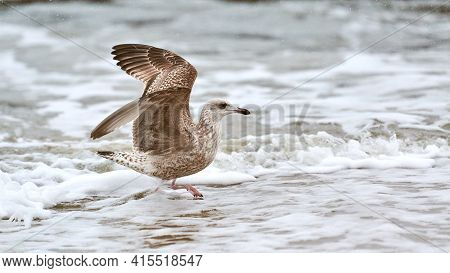 Yellow-legged Gull, Larus Michahellis, Splashing In Baltic Sea Water. Close Up View Of Juvenile Seag