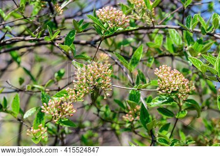 Shrub With Many Delicate White Flowers Of Viburnum Carlesii Plant Commonly Known As Arrowwood Or Kor