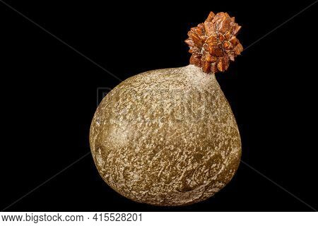 Macro Stone Ikaite Mineral In Rock On A Black Background