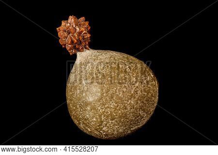 Macro Stone Ikaite Mineral In Rock On A Black Background