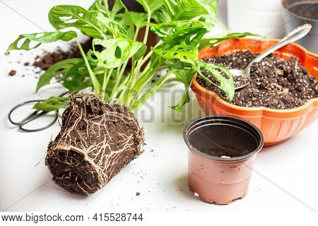 Repotting Monstera Monkey Maks Or Monstera Adansonii Into New Pot. Houseplant Care Chores
