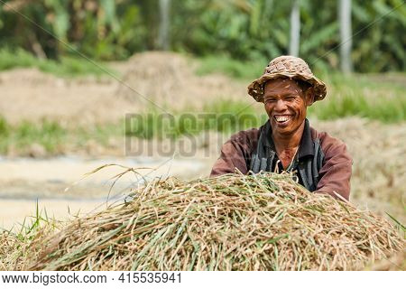 Ubud, Bali Island, Indonesia - March 25, 2017: Indonesian Farmer Man Harvesting, Winnowing Rice Grai