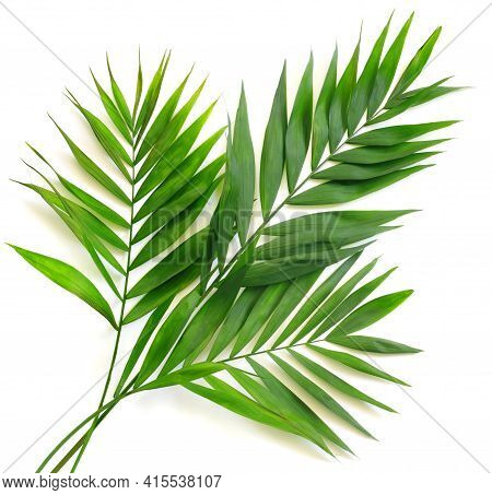 Palm Leaves On White  Background. Minimal Summertime Concept.