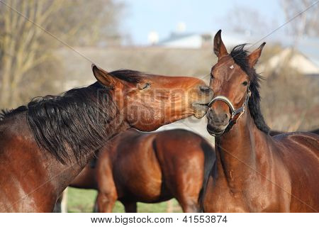 Dois cavalos Baía jogando