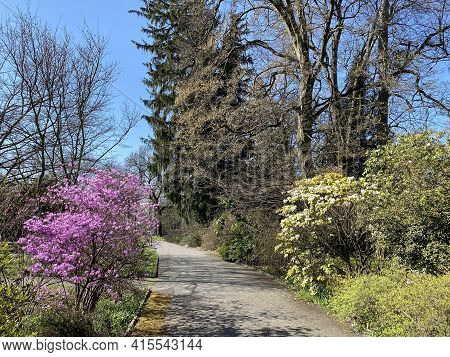 Conservatory And Botanical Garden Of The City Of Geneva (conservatoire Et Jardin Botaniques De La Vi