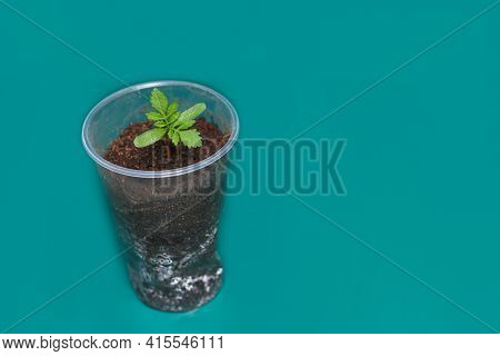 One Small Bright Green Young Plant In A Transparent Plastic Glass On Green Background With Space For