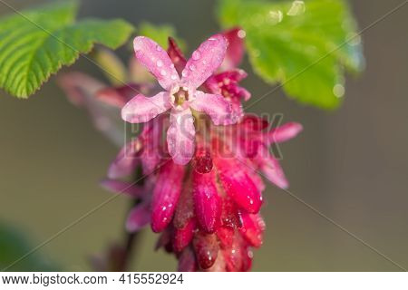 Macro Shot Of Red Currant (ribes Sanguineum) Flowers In Bloom