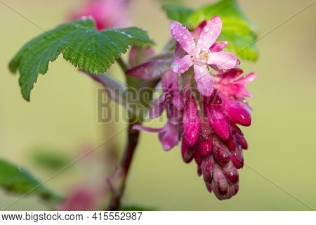 Macro Shot Of Red Currant (ribes Sanguineum) Flowers In Bloom