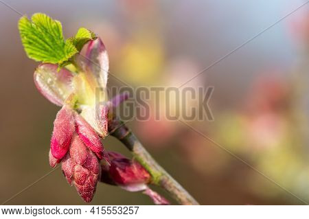 Red Currant (ribes Sanguineum) Shrub