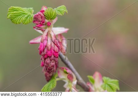Red Currant (ribes Sanguineum) Shrub