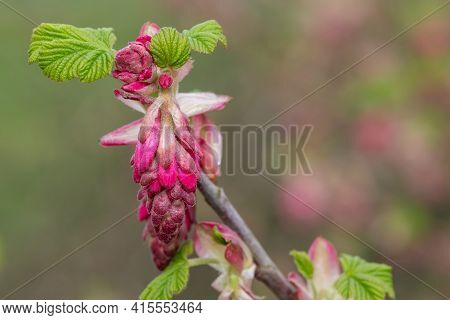 Red Currant (ribes Sanguineum) Shrub