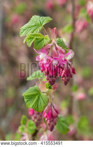 Macro Shot Of Red Currant (ribes Sanguineum) Flowers In Bloom