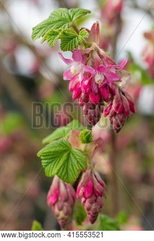 Red Currant (ribes Sanguineum) Shrub