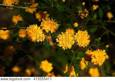 Yellow Flowers Of Keria Shrub For Background