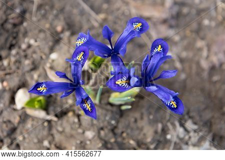 Close Up Of Three Blue Early Spring Iris Reticulata Flowers In A Sunny Day. Netted Iris Or Golden Ne